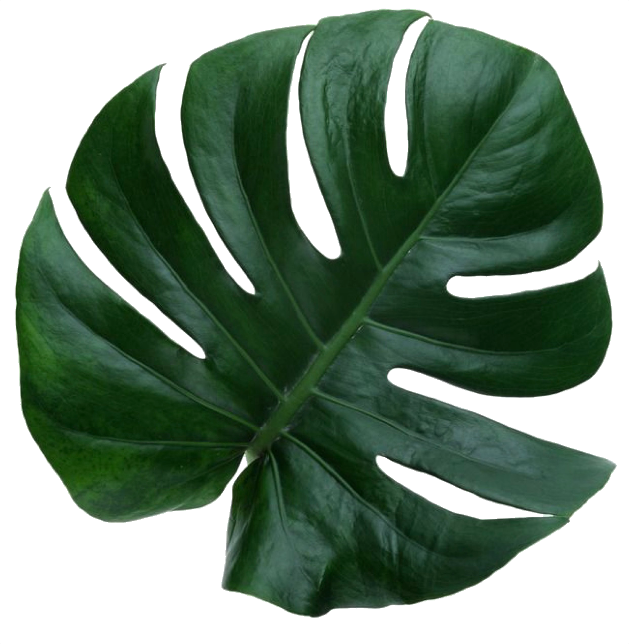 Aesthetic Plant Png - PNG Image Collection
