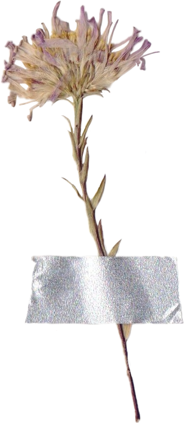 Get Transparent Aesthetic Transparent Dried Flowers Png PNG