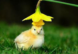 animal yellowchick littlechick cutee picsart followforfollow like4like funy freetoedit