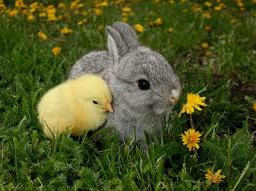 animal rabbit duckling cutee picsart gallery followforfollow like4like comment share repost freetoedit