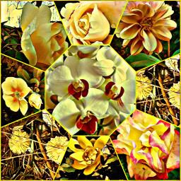 nature flowers yellowvibes yellow myart2022 photography picsartedit artisticeffect challengepicsart ccyellowaesthetic2022 yellowaesthetic2022