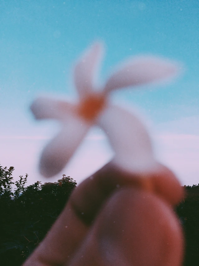 Freetoedit Vsco Aesthetic Flower Image By A L E X I S
