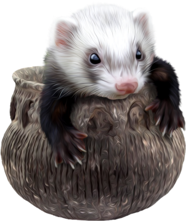 animal ferret freetoedit #animal sticker by @salulilbug