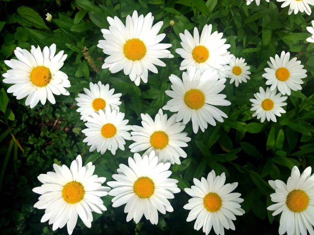 #freetoedit #daisies #nature #florals