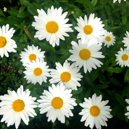 Largest Collection of Free-to-Edit #daisies Images