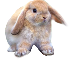 животное кролик rabbit freetoedit