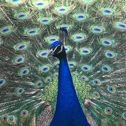 pcshadesofblue shadesofblue peacock irridescent blue
