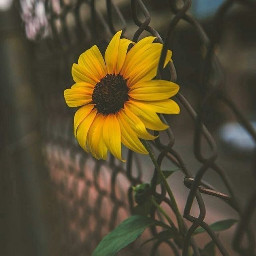 freetoedit sunflower aethestic cute