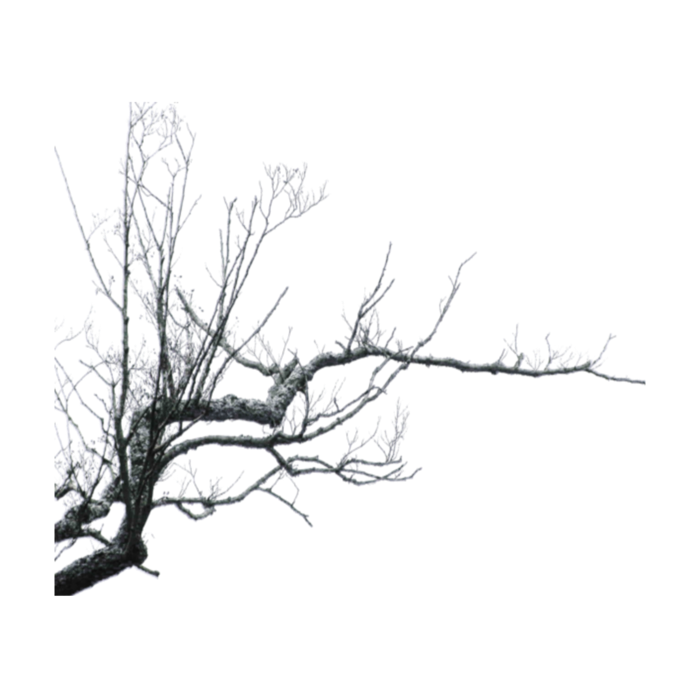 Empty branch