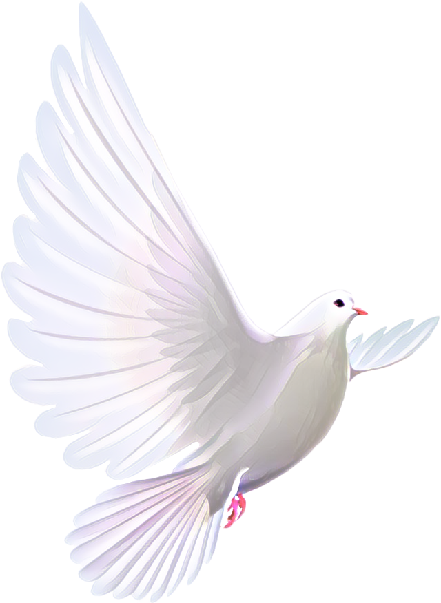 freetoedit dove whitedove bird doves sticker by @genxsushi