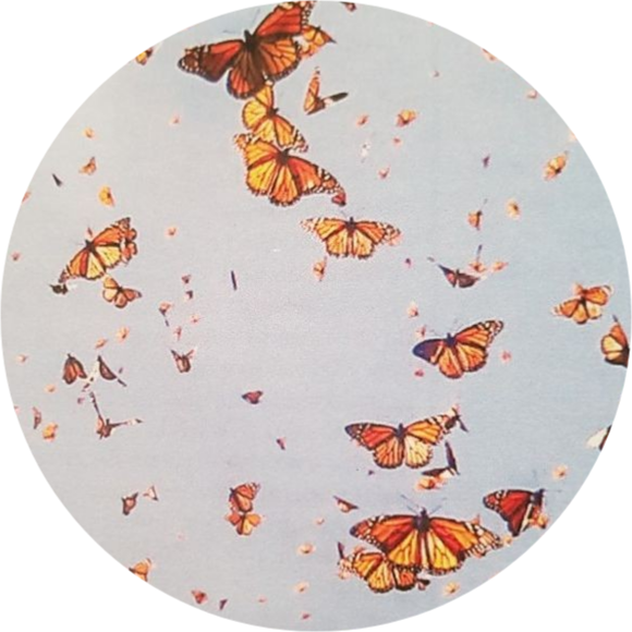 butterfly aesthetic tumblr freetoedit sticker by g_danesin