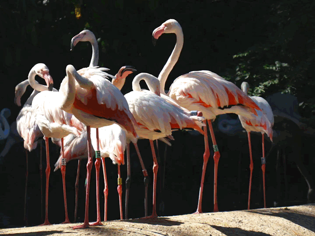 Remix Flamingos Gif By Rochelle E Liss Remix Flamingos Gif By Rochelle E Liss