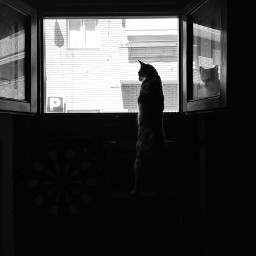 cat observer window