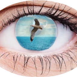 scseagull seagull eye freetoedit