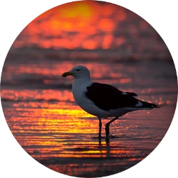 scseagull seagull sunset sea aesthetic freetoedit