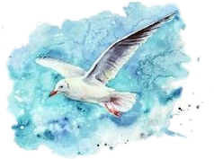 #freetoedit,#scseagull,#seagull