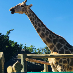 freetoedit giraffe photography picsart