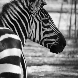 pcmyfavshot myfavshot worldphotographyday zebra wildlife