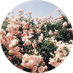 aesthetic aestheticflowers pink rosas🌹 freetoedit