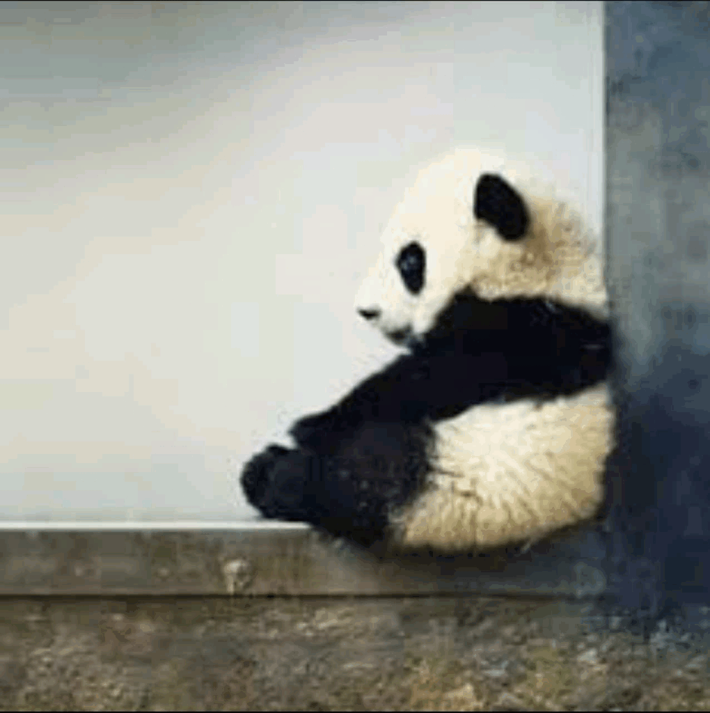 Panda Gif By Alhetrawe 507 Panda Gif By Alhetrawe 507