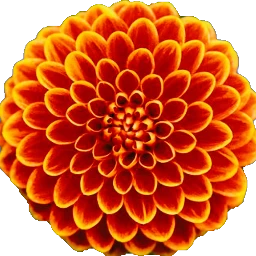 freetoedit flower scorange orange