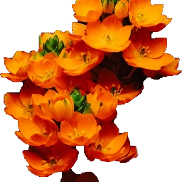 freetoedit flower scorange orange