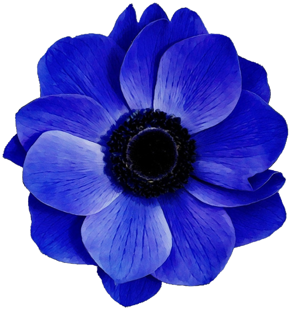 Синие картинки распечатать. Блуе Фловер. Синие цветы на прозрачном фоне. Голубые цветы на белом фоне. Синие цветы на белом фоне.