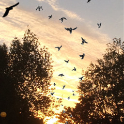 freetoedit sunset birds