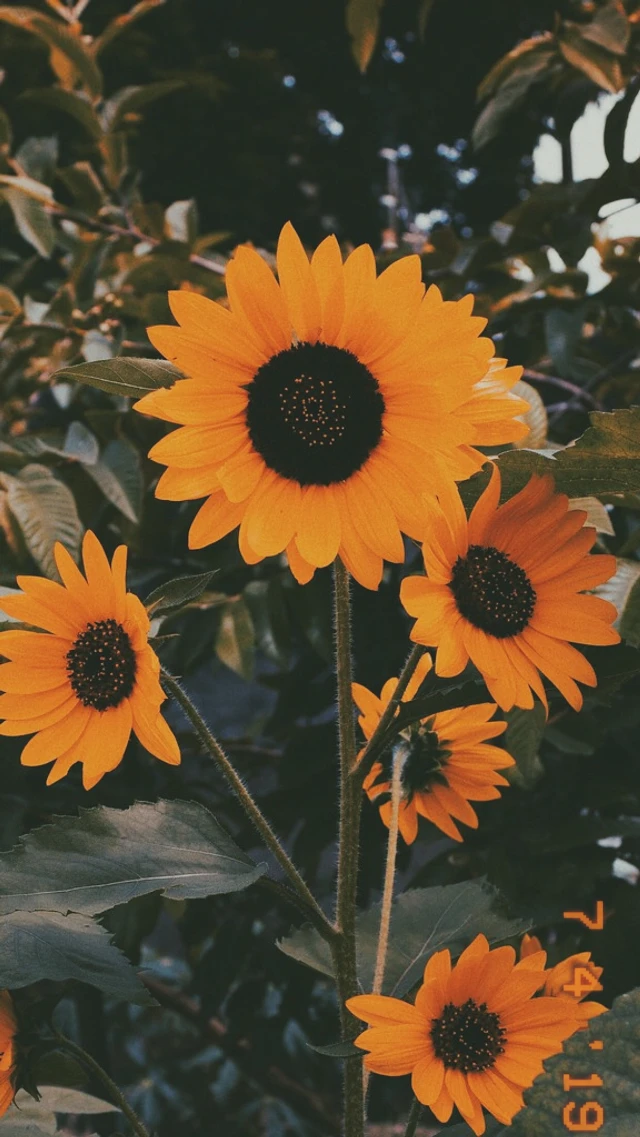 Summertime Sunflower Vsco Aesthetic Image By Adi