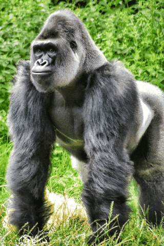 gorilla gif GIF by Iván Avilés