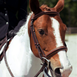horse riding horsebackriding portrait freetoedit