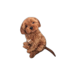 dog puppy cute png pngs freetoedit