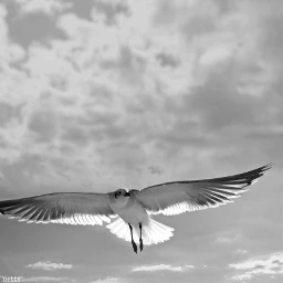 pcblacknwhite blacknwhite freetoedit seagullinflight myoriginalphoto blackandwhite