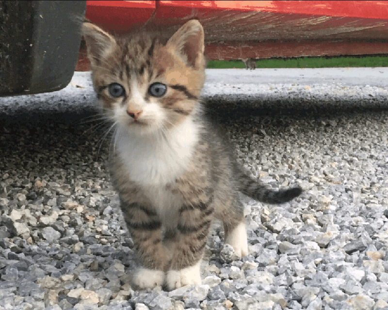 wallpapers Cat Meme Pfp Gif cat aesthetic gif by snapechat is cool