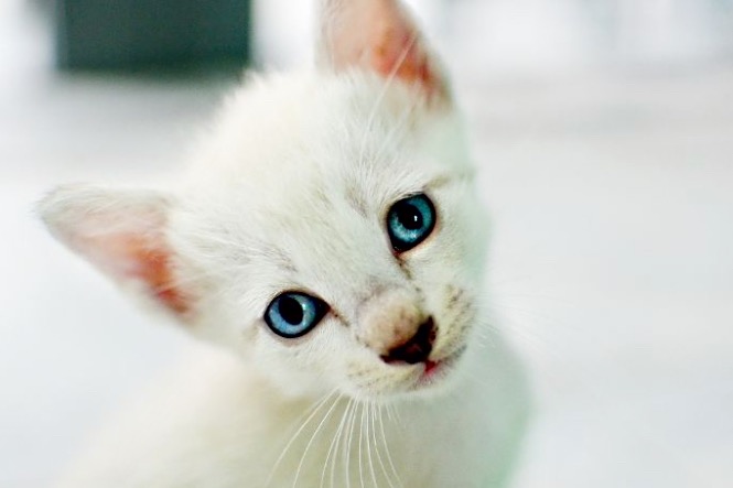 Chat Birman Bebe Blanc Pelage Image By Valentin Bes