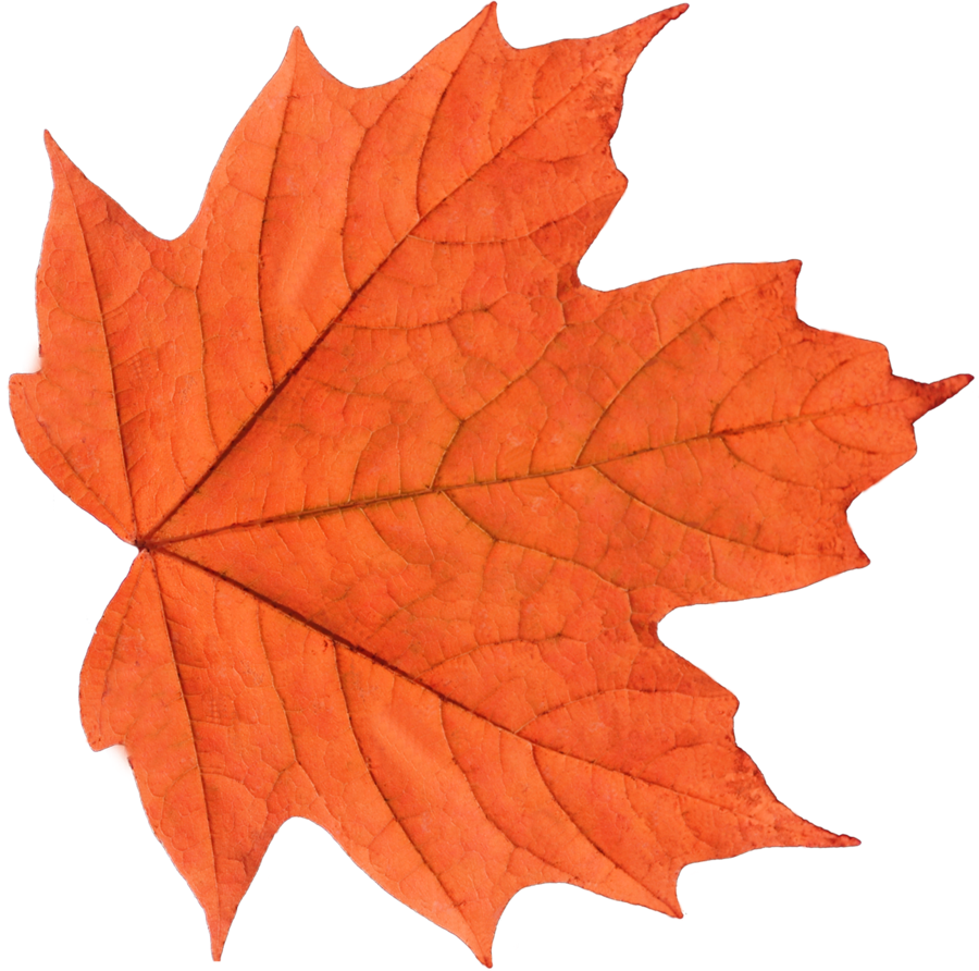 Fall Fallleaf Leaf Freetoedit Fall Sticker By Picsart