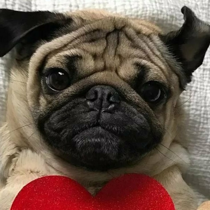 Picsart profile picture for @bulldog