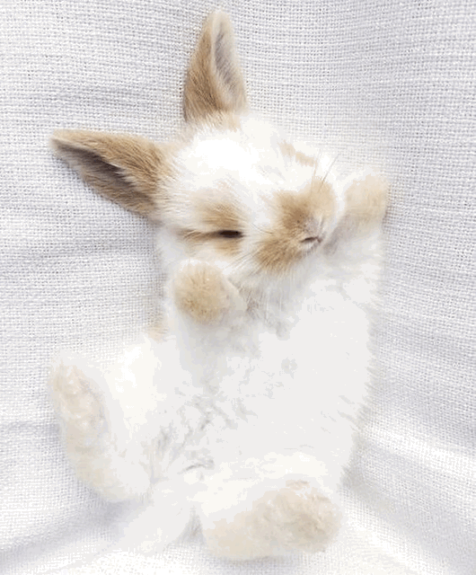 cute bunny fluffy adorable rabbit GIF by SugarðŸŒ¸