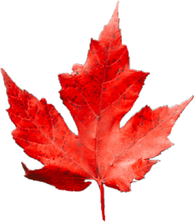 Daun Leaf Fall Red Autumn Freetoedit Sticker By Bewok7786