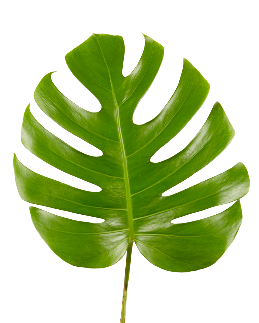 green monstera leaf clipart sticker by @ronia_hamodi.
