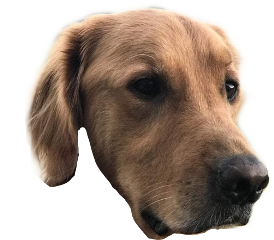 goldenretriever dog freetoedit