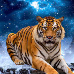 freetoedit tiger animal
