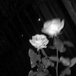 freetoedit black aesthetic photography roses