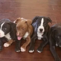 puppies pitbull pcfamily family