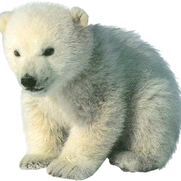 oso polar osopolar polarbear bear freetoedit scpolarbear