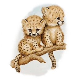 freetoedit sccheetah cheetah