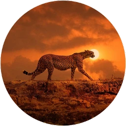 gepard freetoedit sccheetah cheetah