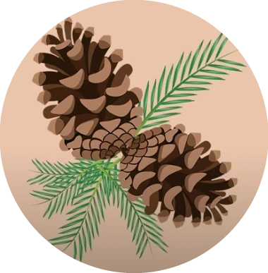 #freetoedit,#scpinecone,#pinecone