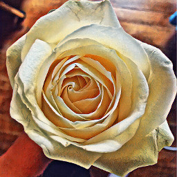freetoedit birthdayrose feastedit whiterose rose