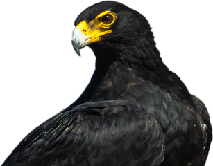 eagle eagleeyes hawk freetoedit
